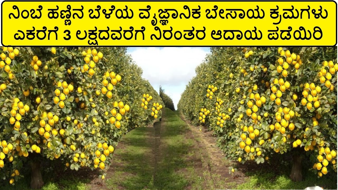 ನಿಂಬೆ ಕೃಷಿ / ನಿಂಬೆ ಹಣ್ಣು ಬೇಸಾಯ ಕ್ರಮಗಳು, Lemon Farming in Kannada / Nimbe Besaya