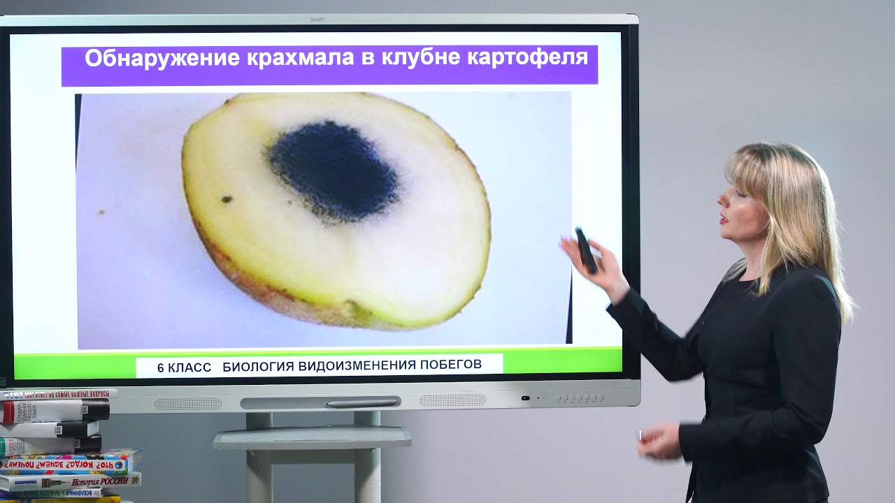 6 класс. Биология. Видоизменения побегов