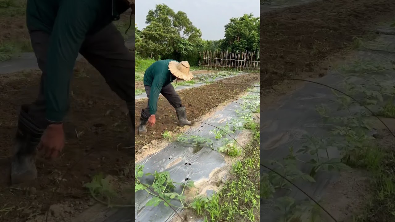 種西瓜長勢好與壞～第二十天揭曉～所以栽苗前這步必須做