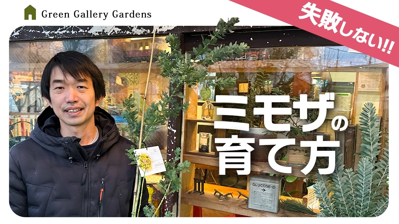 【失敗しない】ミモザの育て方をプロが解説！【初心者向け】【アカシア】【園芸チャンネル】