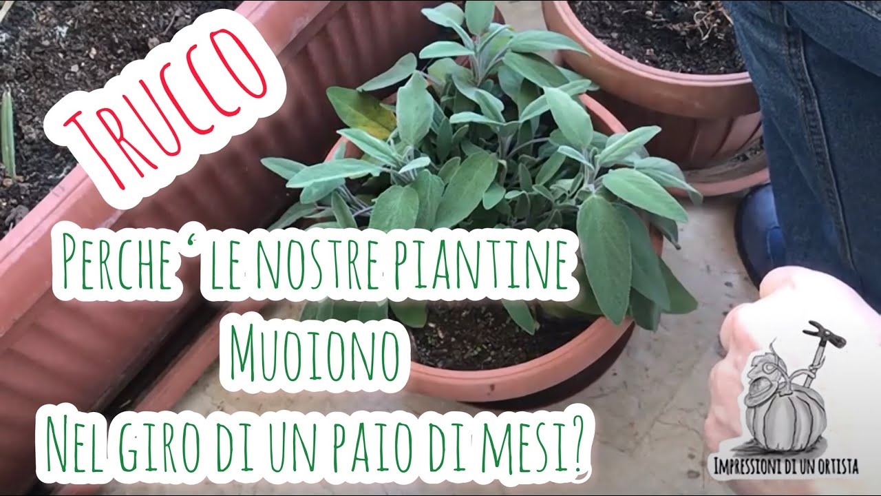 Cerchiamo di salvare la nostra salvia comprata da poco ma già' afflosciata.