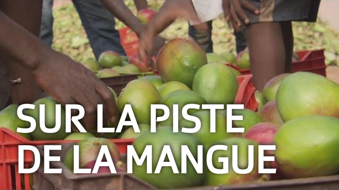 La mangue de Côte d'Ivoire - Comment arrive-t-elle chez nous ? | ABE