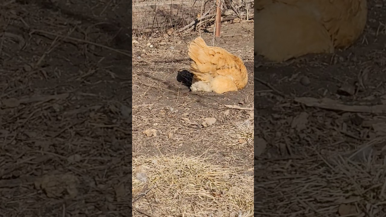 Chickens chickening #freerangechickens
