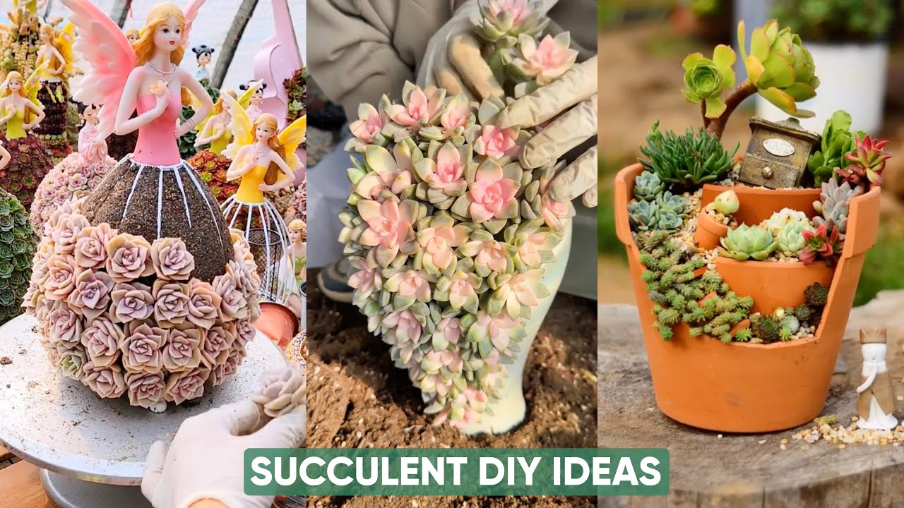 DIY Succulent Arrangement Ideas for Your Garden: Beautiful Plants to Create | 다육이 | 多肉植物