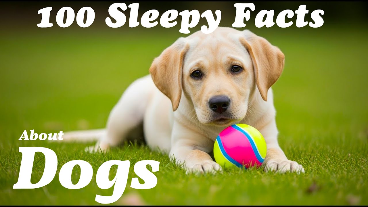 About Dogs | The Ancient Bond – A Relaxing Bedtime Story to Soothe Your Soul | Deep Sleep