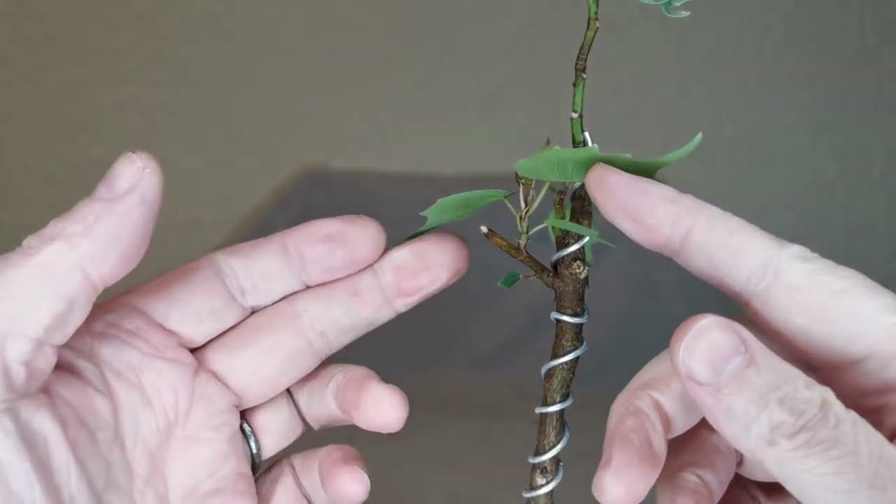 18 - Update Ficus Religiosa Bonsai Bodhi Peepul Pipal Sacred Fig