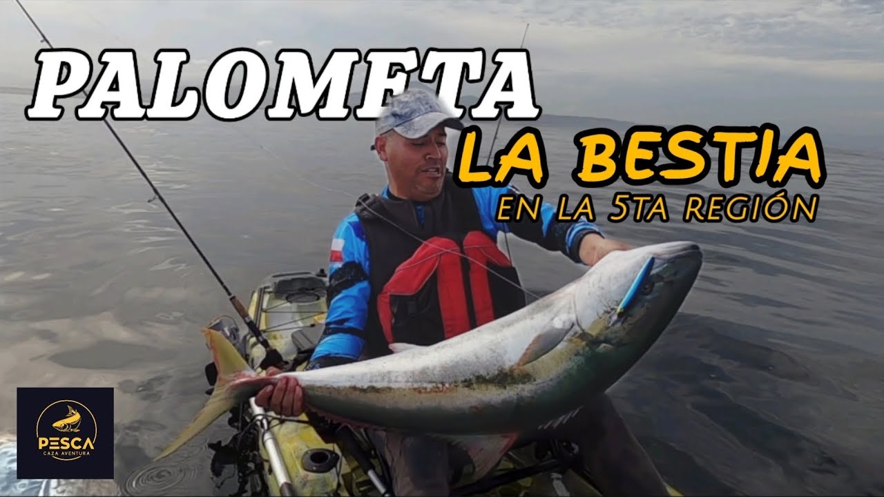 PALOMETA XL !! pesca en Kayak 🔥 (palometa, dorado, limón . (la bestia en la 5ta region)