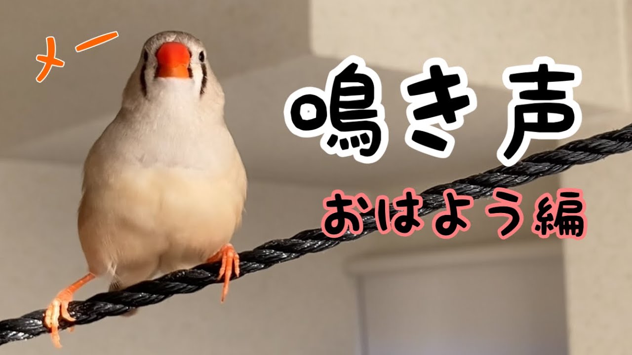 キンカチョウ女子の鳴き声「おはよう編」