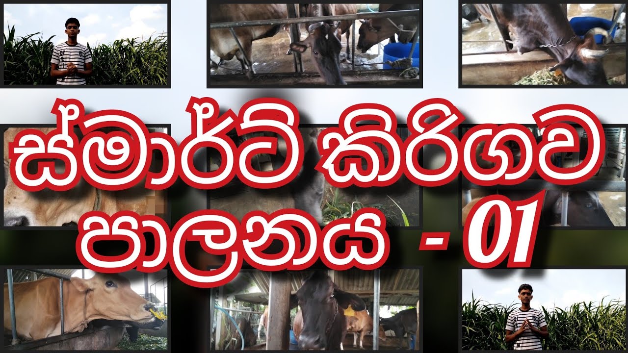 ස්මාර්ට් කිරිගව පාලනය - 01      # smart kirigavapalanaya #.  #smart kiri gawa palanaya # 