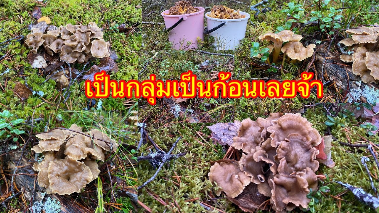 เก็บเห็ดดำ เป็นกลุ่มเป็นก้อน ‼️ฝนก็ตกเห็ดก็เยอะ มาเก็บด้วยกันจ้า
