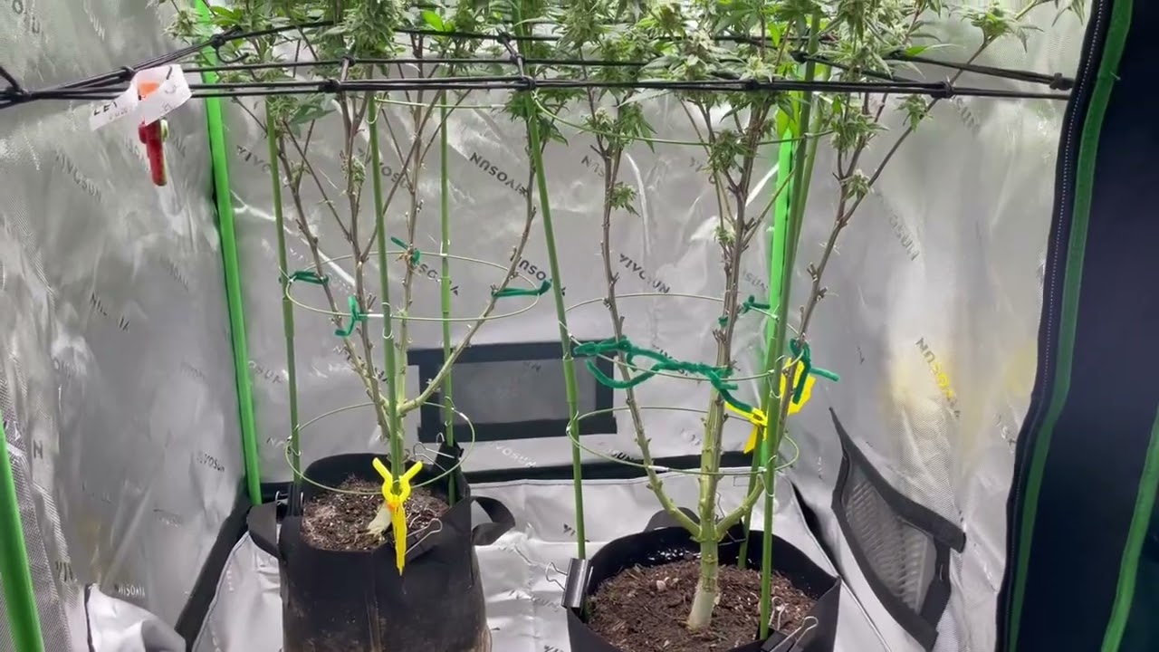 First time grower. Mac Feminized Day #52 flowering stage