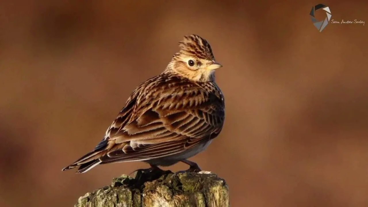 Skylark (Alauda arvensis)