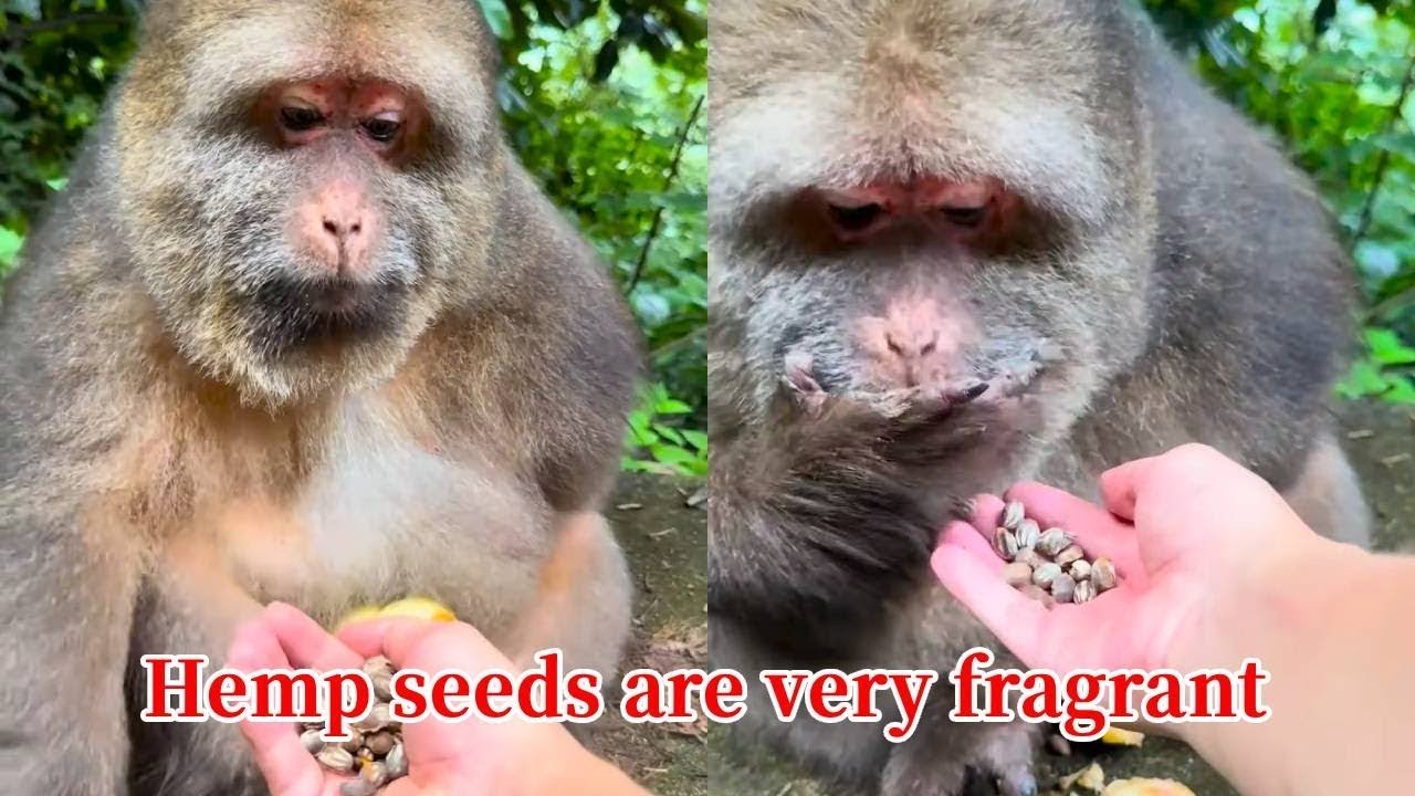 Xingxing: Wild Hemp Seeds Smell So Good! They Taste Even Better When Roasted.