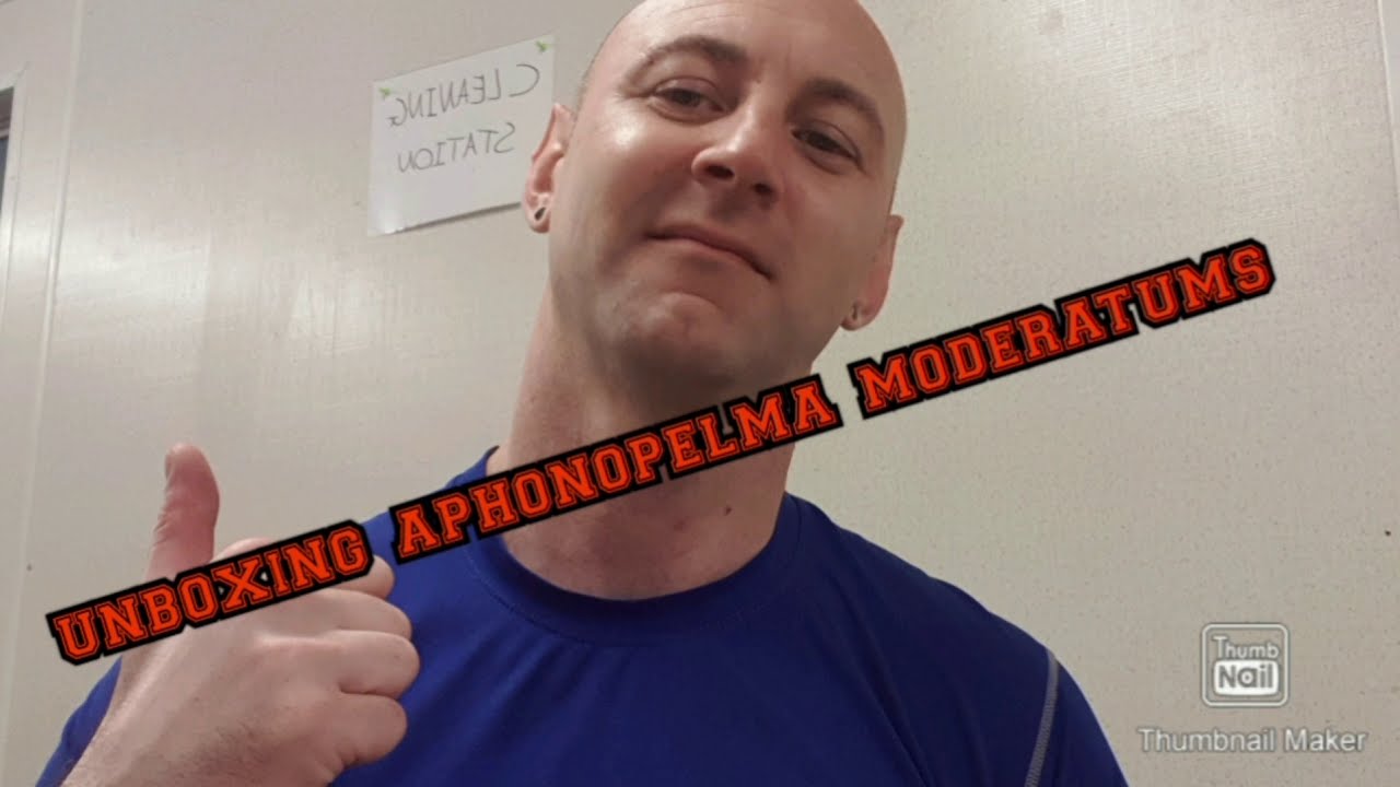 UNBOXING APHONOPELMA MODERATUMS