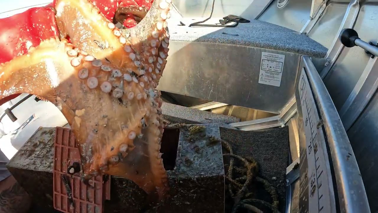 Catching octopus using a trigger trap. / Never fails to provide /