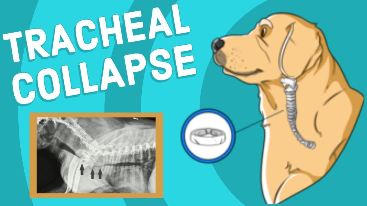 Tracheal Collapse in Dogs | Vet Explains