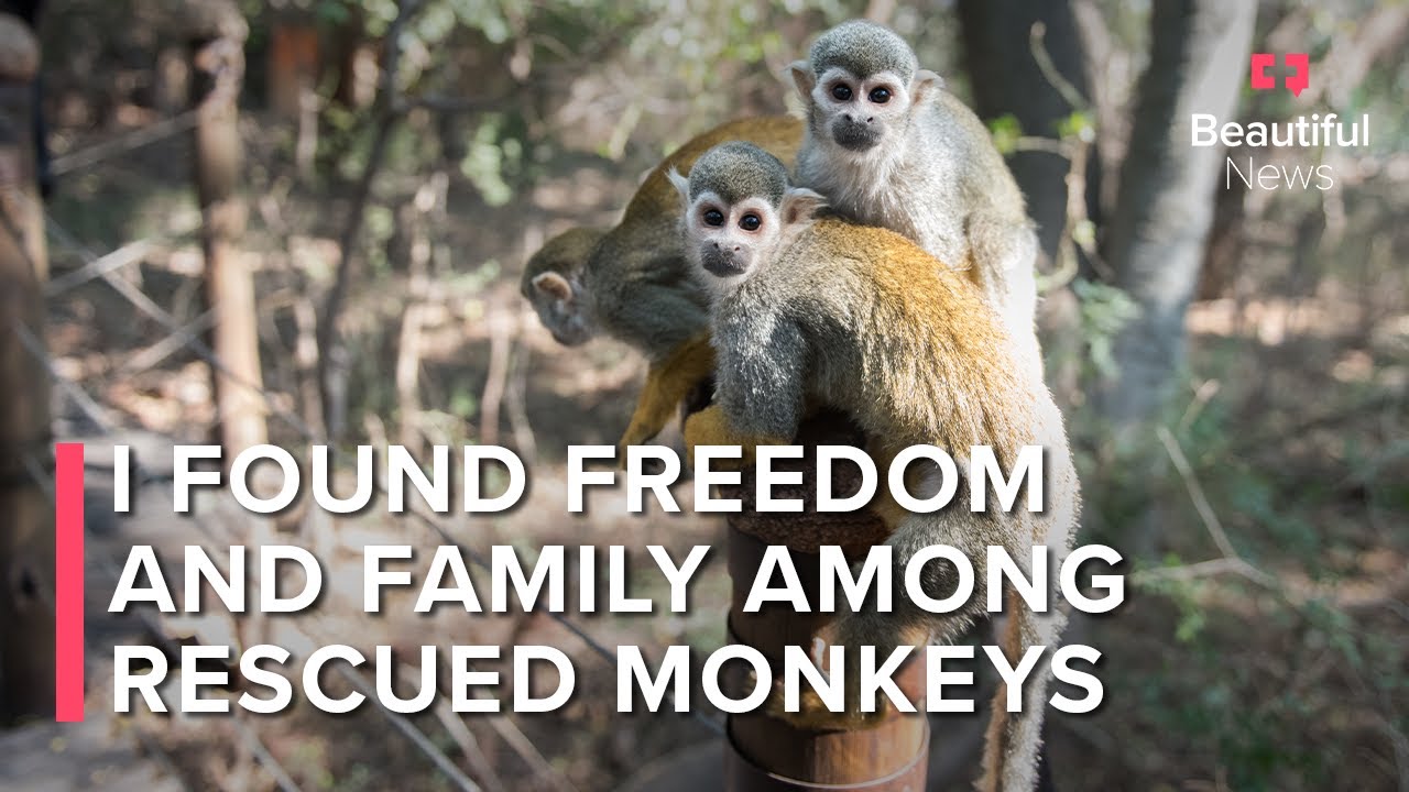 New Beginnings For Primates And Guides At Bushbabies Monkey Sanctuary