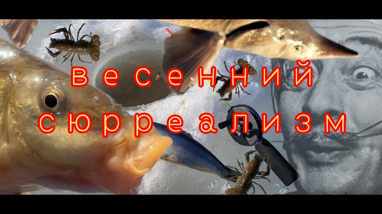 Карп со льда на селёдку...