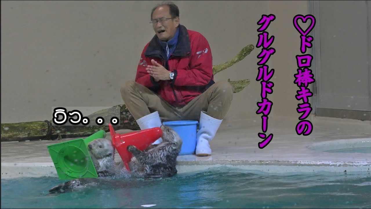 【鳥羽水族館】ハート泥棒キラのグルグルドカーン【ラッコSeaotter】