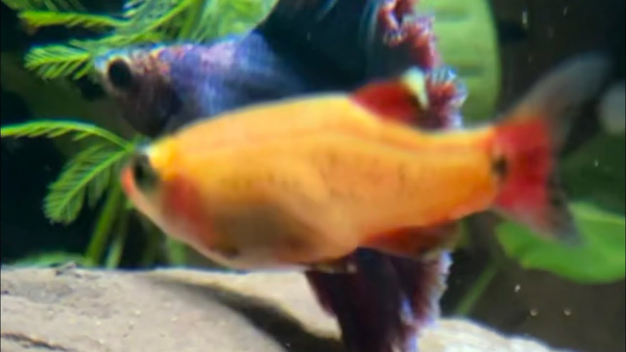 24/7 Ecosystem Pond