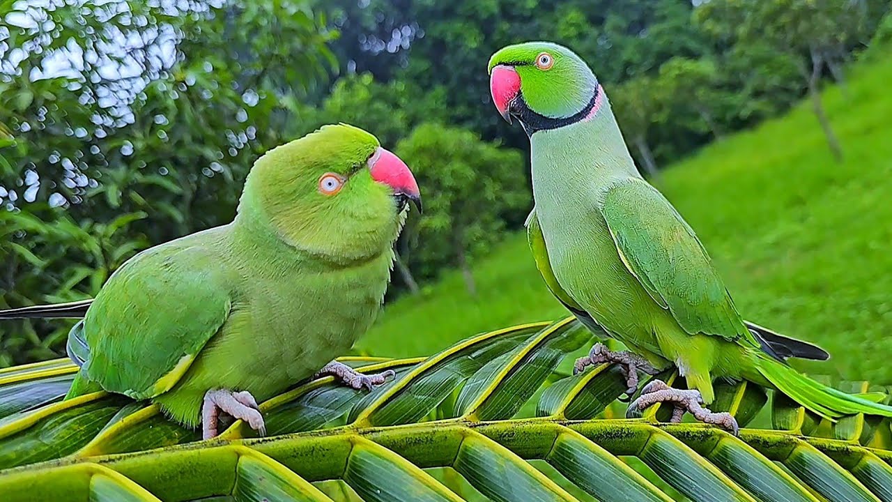 Green Ringneck Parrot Talking Sounds