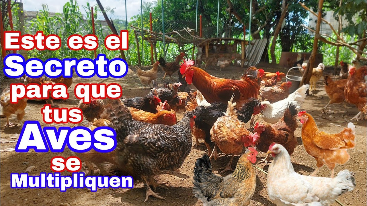 🔴 Este es el secreto para que tus pollos, gallinas se te multipliquen, Confirmado✅️ #alinaalbarran
