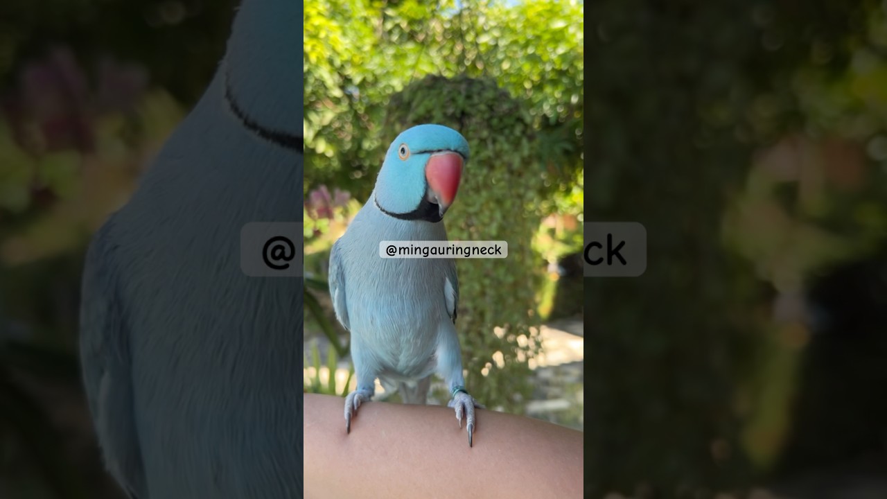 Good morning Mingau 🩵 #parrot #mingau #birds #ringneck #pets