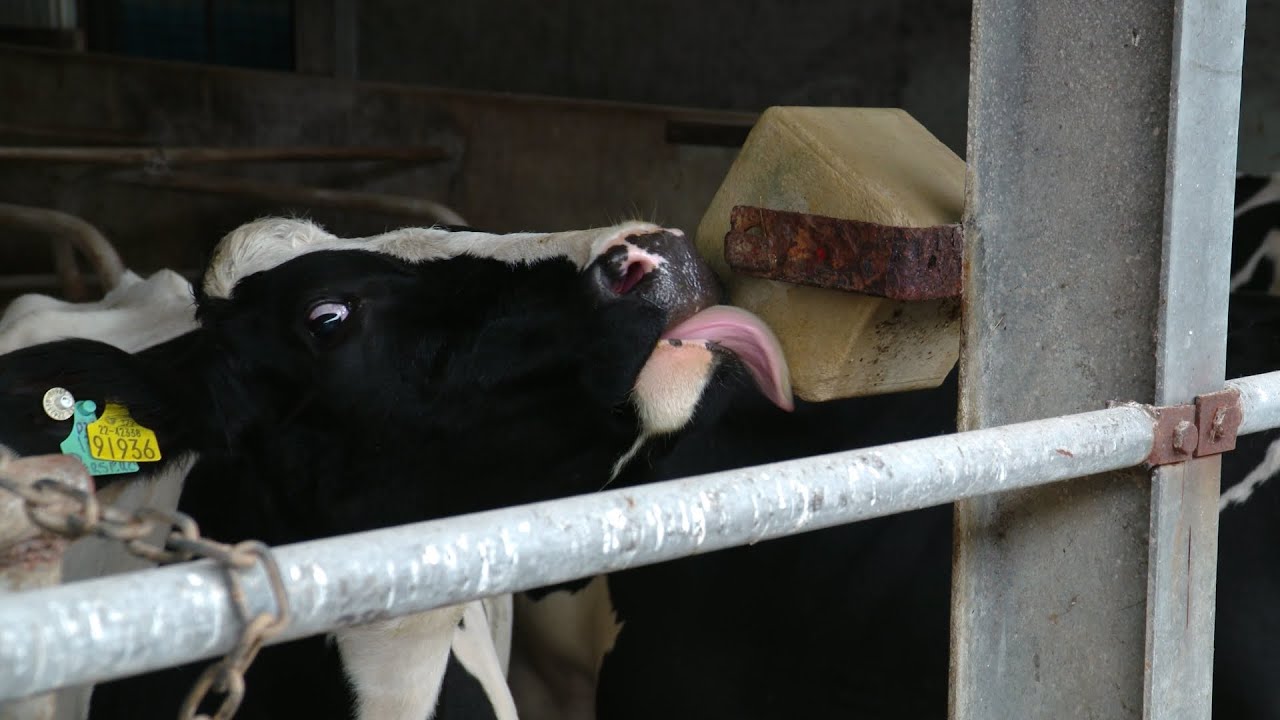 Tipperary farmer &lsquo;pushing yields&rsquo; with an award winning herd