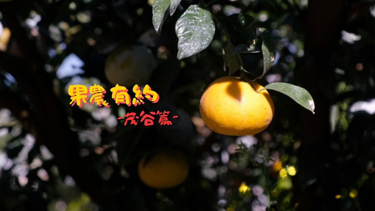 BMFT Murcott ▌多結果子 果農有約-茂谷篇 ▌　#Murcott #bmft #多結果子 #茂谷