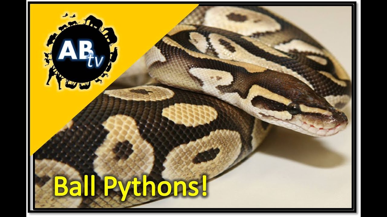 Ball Pythons! The Python Hunter : AnimalBytesTV