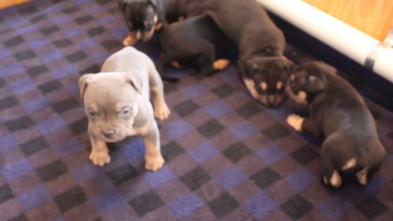 Tri American Bully Puppies For Sale @stuntsocietybullies