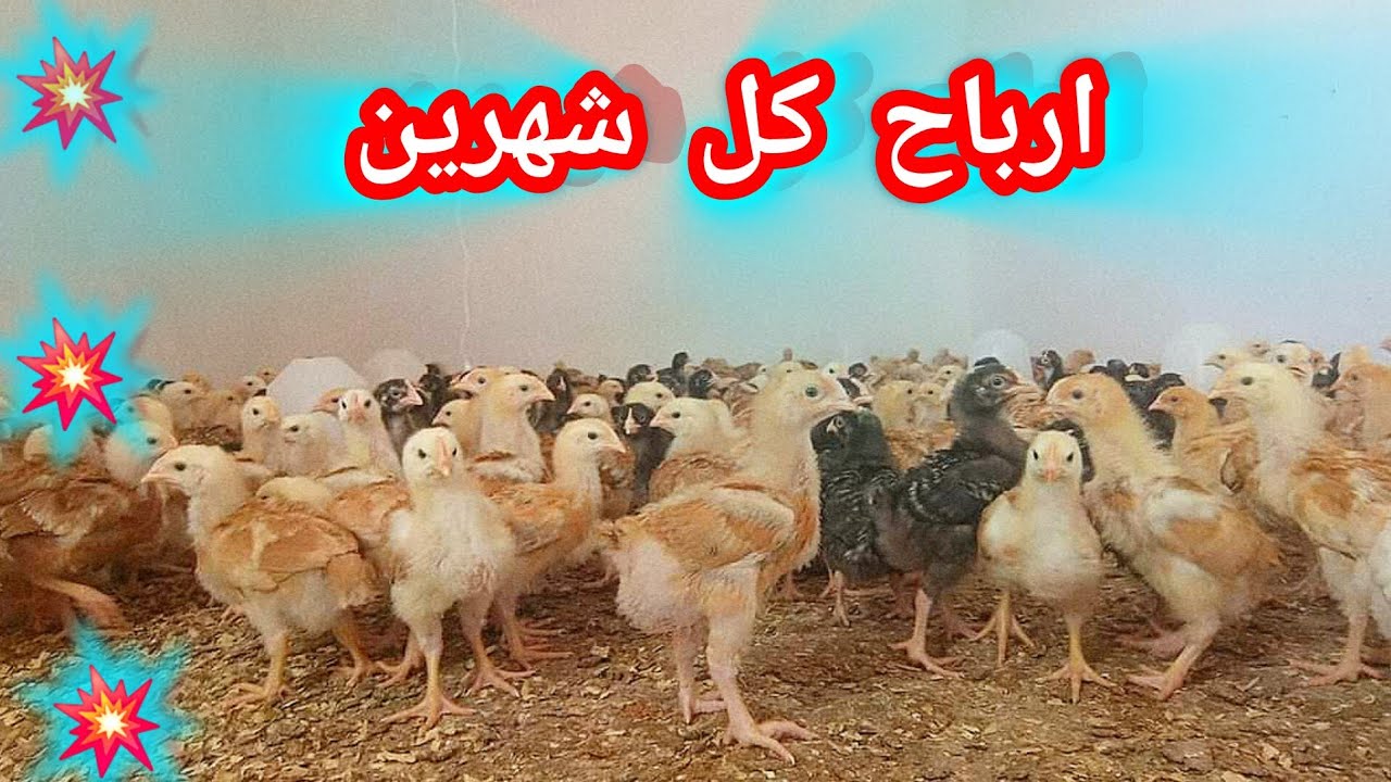 دراسه جدوى مشروع تربية 300 كتكوت بلدي من عمر يوم لعمر شهرين فقط بالأسعار الجديدة ارباح كل شهرين