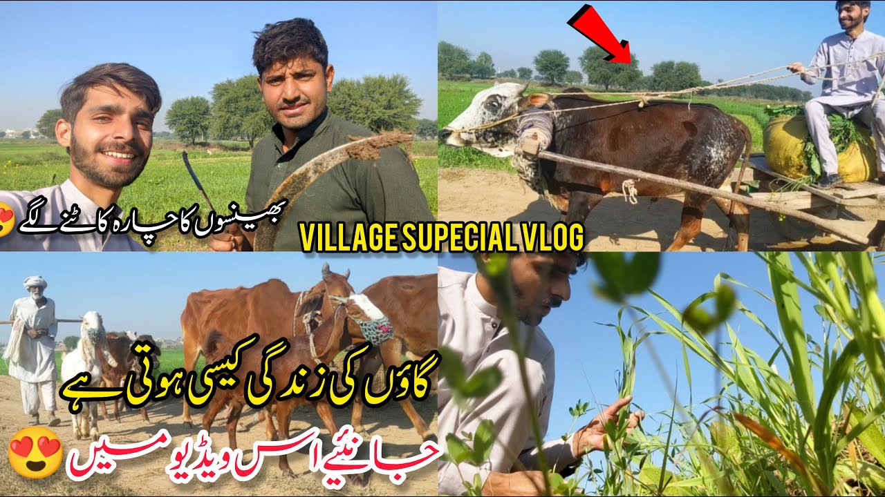 VILLAGE SUPECIAL VLOG 😍 VILLAGE KI LIFE KESE HOTI HAIN 🤔