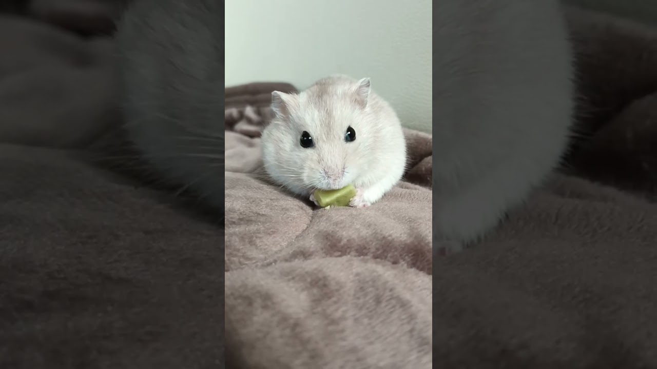 ななちゃん