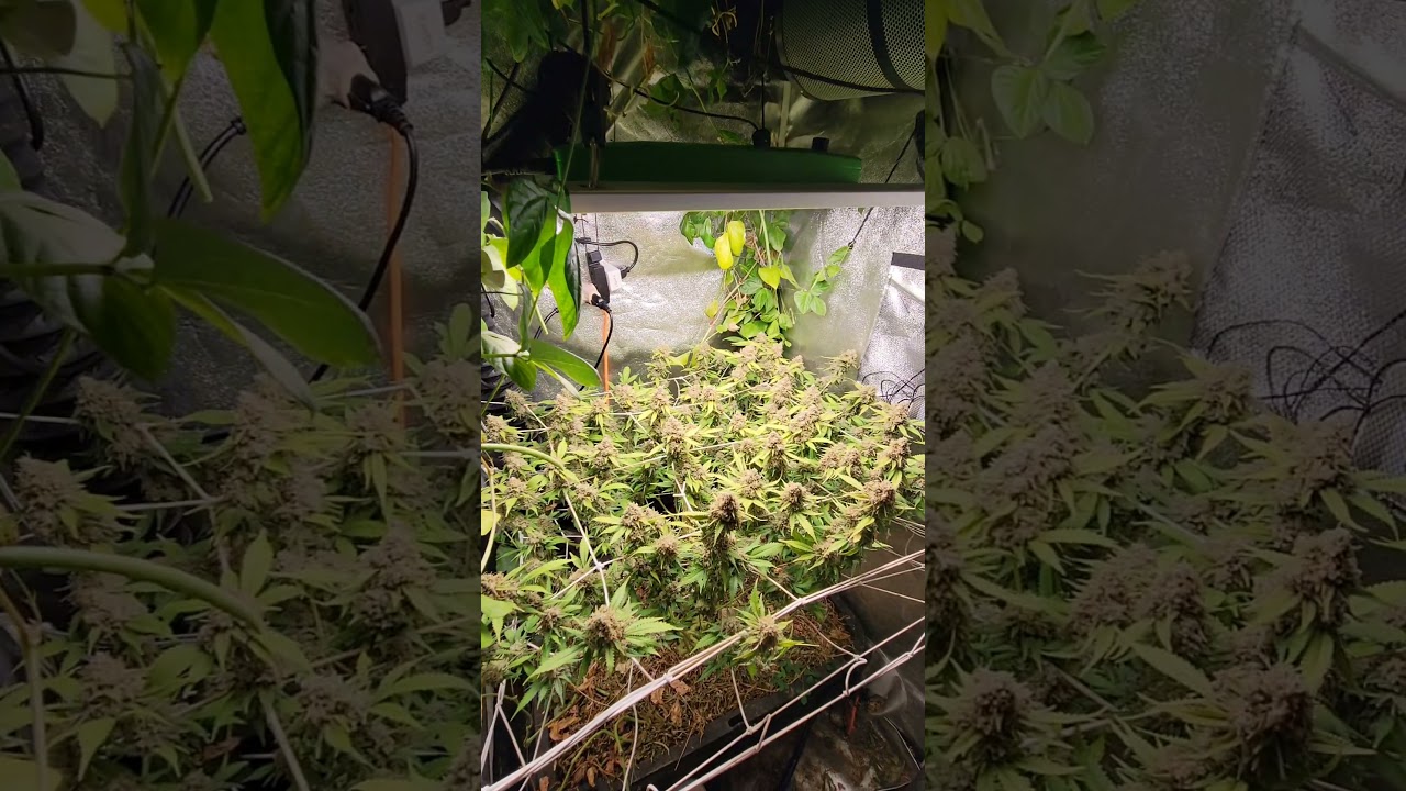 Critical Kush, Day 65 of flower in an autoHempy no-till bed.