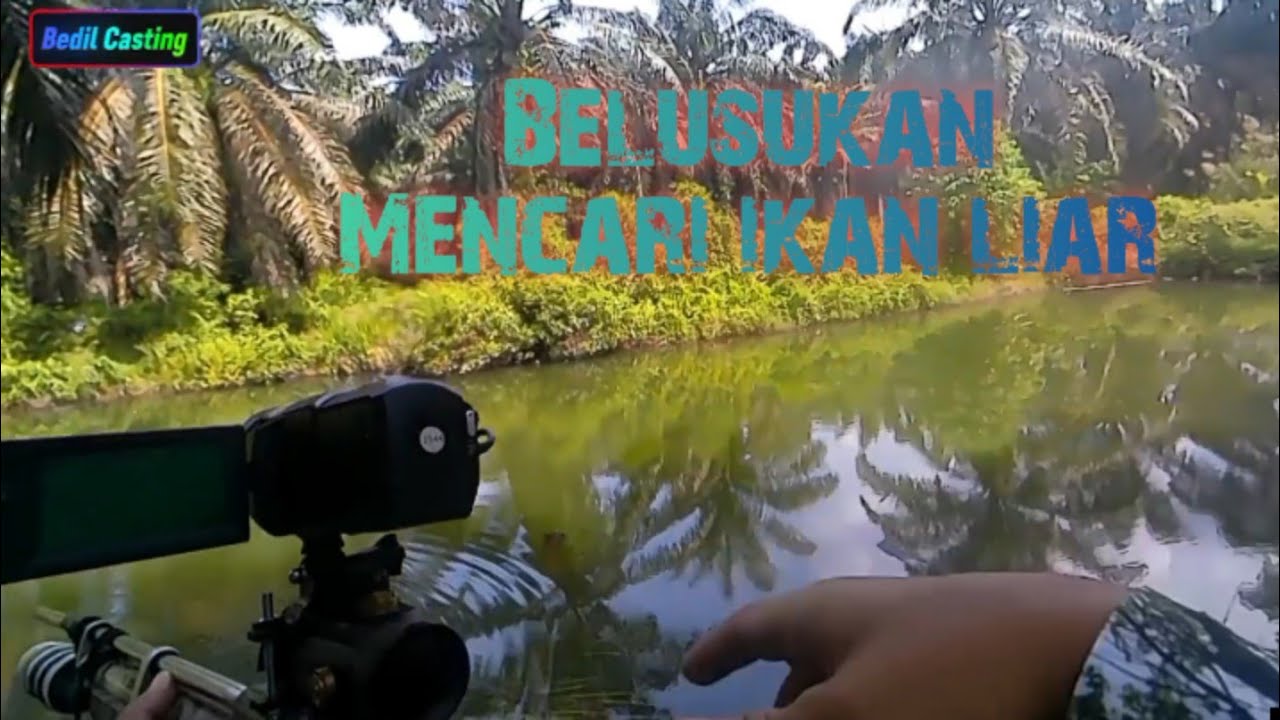 Belusukan maser ikan liar!!! 
