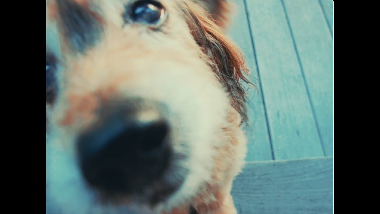 Tails - Lily Hain (Official Visualizer)