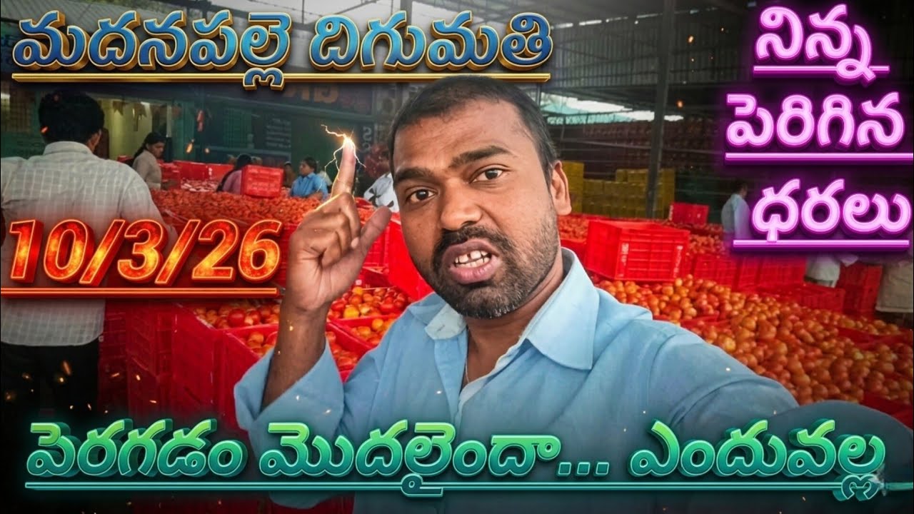 10/3/26 Madanapalle tomato market stock today 🍅 నిన్న టాప్ రేట్లు #yesterdaytomatorate #crkvideos16 