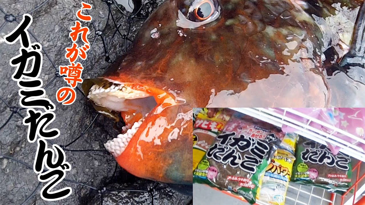 何が何でも釣りたいブダイ!!!! の巻