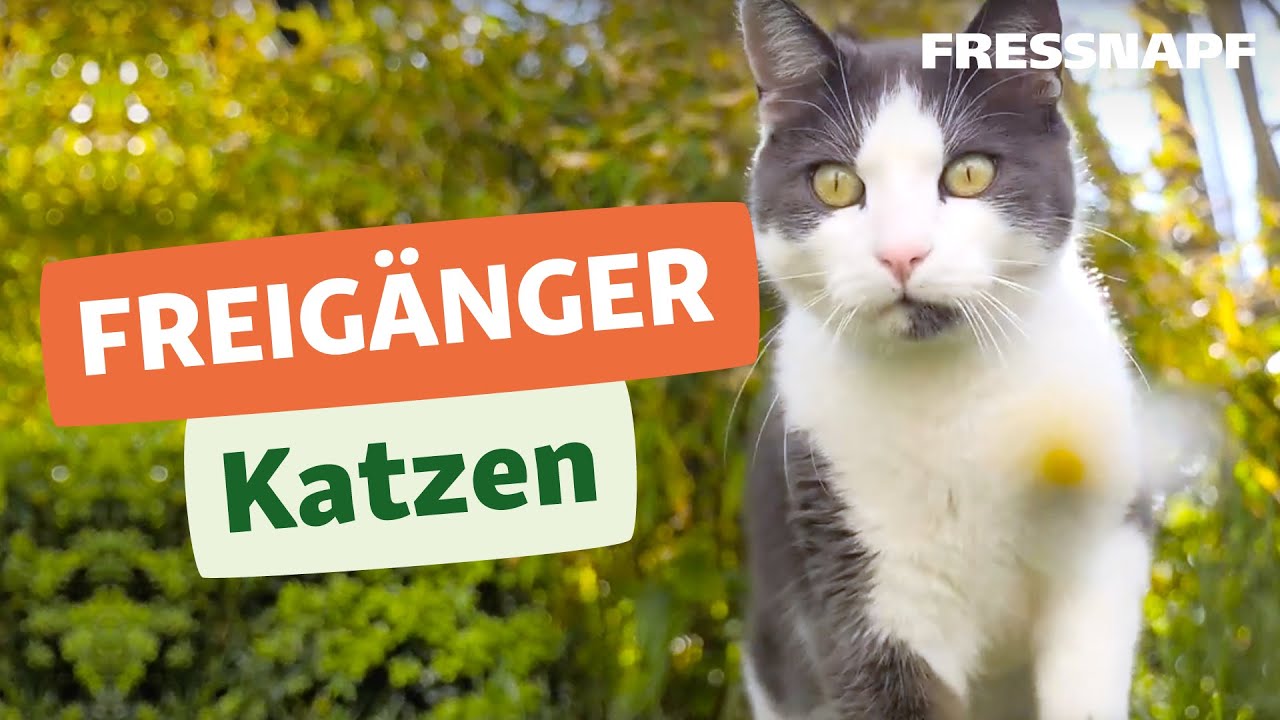 Freigänger-Katzen - Balkon und Garten I FRESSNAPF