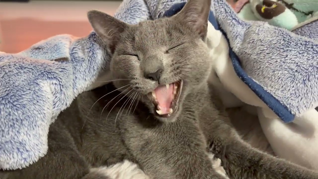 【膝の上】くっつき猫！