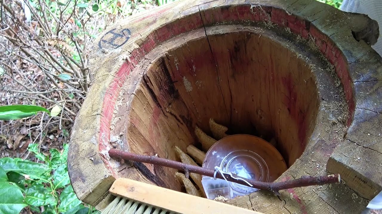 Installation d'un essaim dans la ruche tronc cévenole en châtaignier... (MARINAPIS)