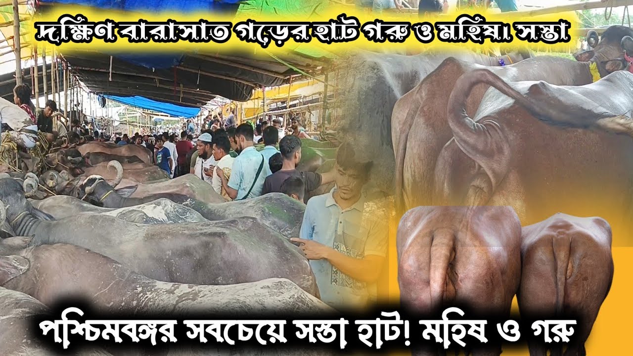 পশ্চিমবঙ্গর সবচেয়ে সস্তা হাট! মহিষ ও গরু। দক্ষিণ বারাসাত গড়ের হাট গরু ও মহিষ। সস্তা