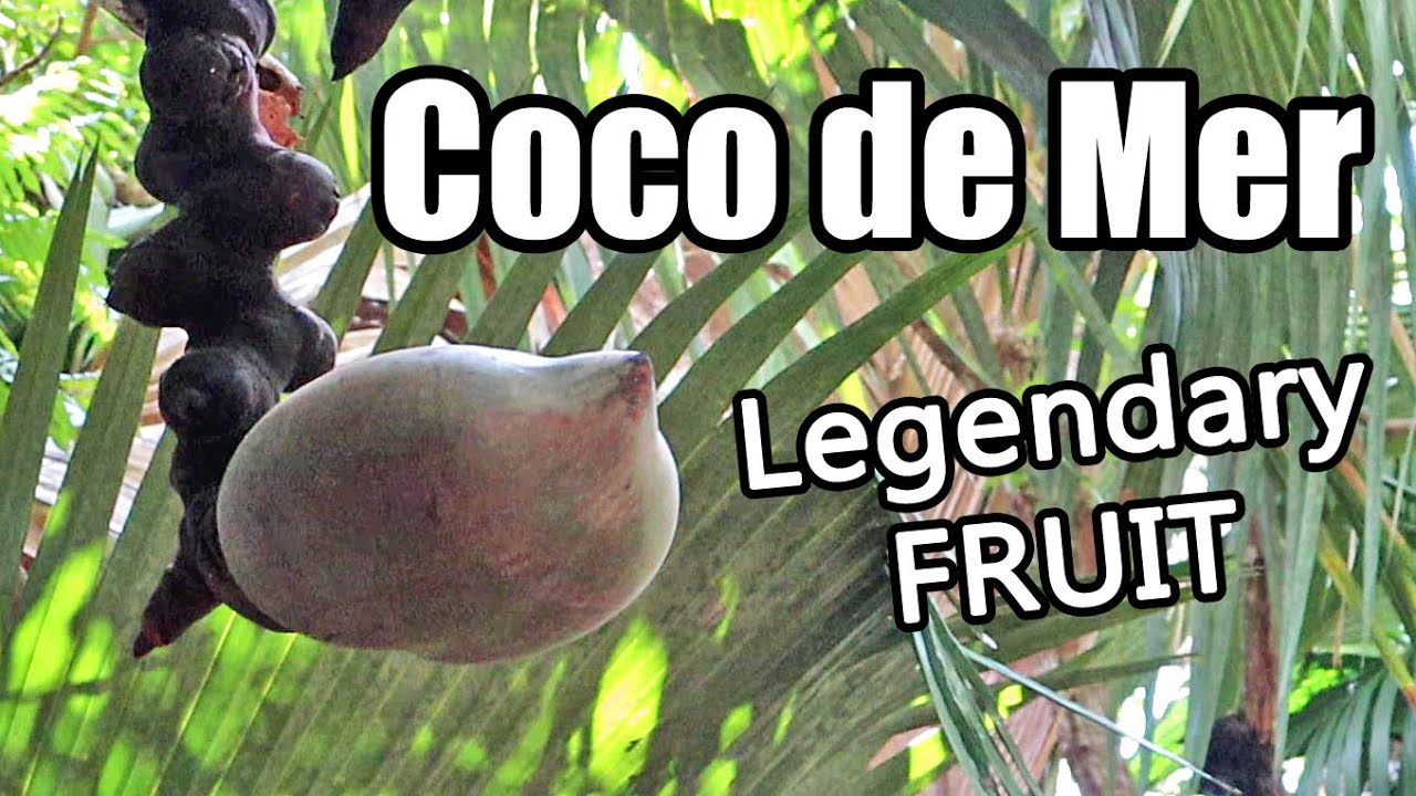 COCO DE MER : My Hunt for the Tree of Knowledge (Part 1 of 5) - Weird Fruit Explorer Ep. 400