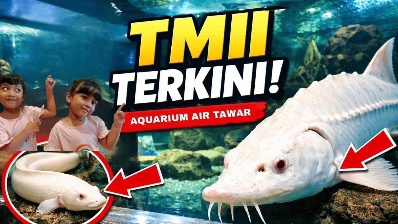 Aquarium Air Tawar TMII TERKINI! Lihat Sturgeon & Belut Albino 🤍🐟