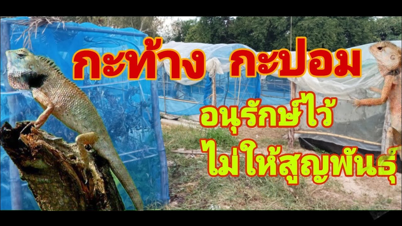 อนาคตอาจไม่มีให้เห็น กะท้าง กะปอม อนุรักษ์ใว้ไม้ให้สูญพันธุ์