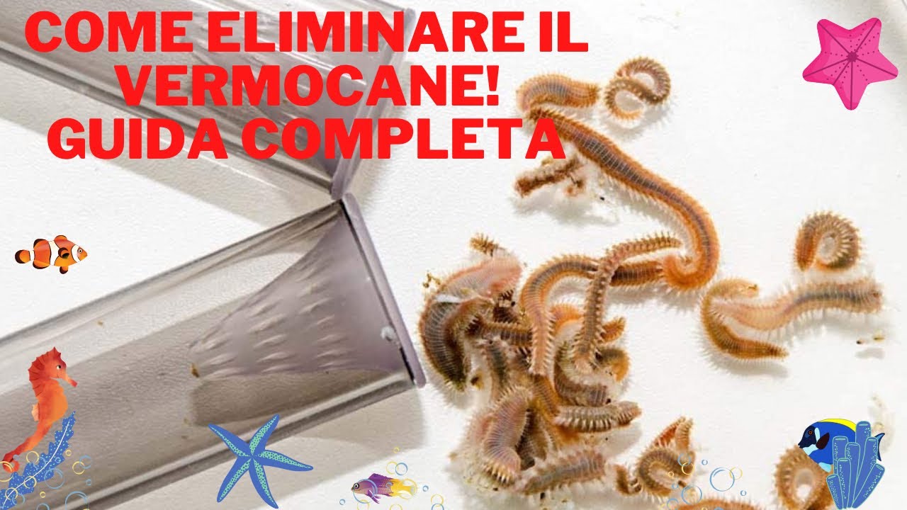 Come eliminare il Vermocane con DUPLA WORM X dall’acquario marino (Nano Reef da 50 litri)