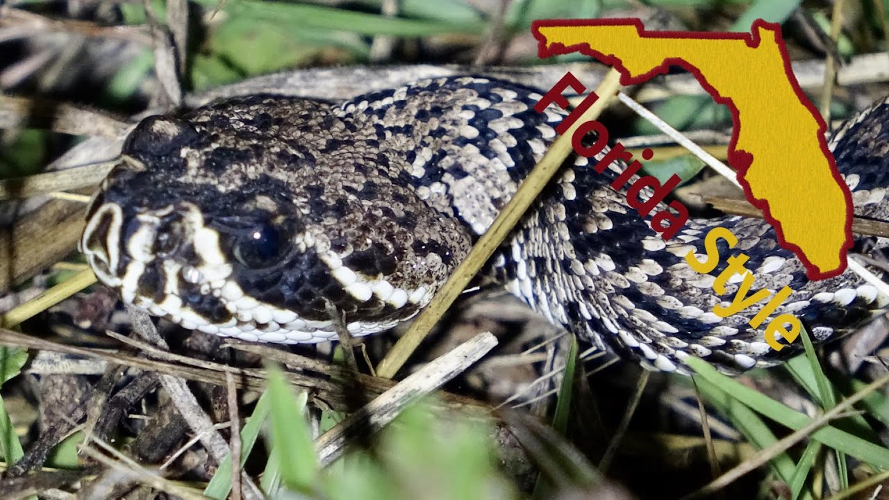 Snakes in Florida