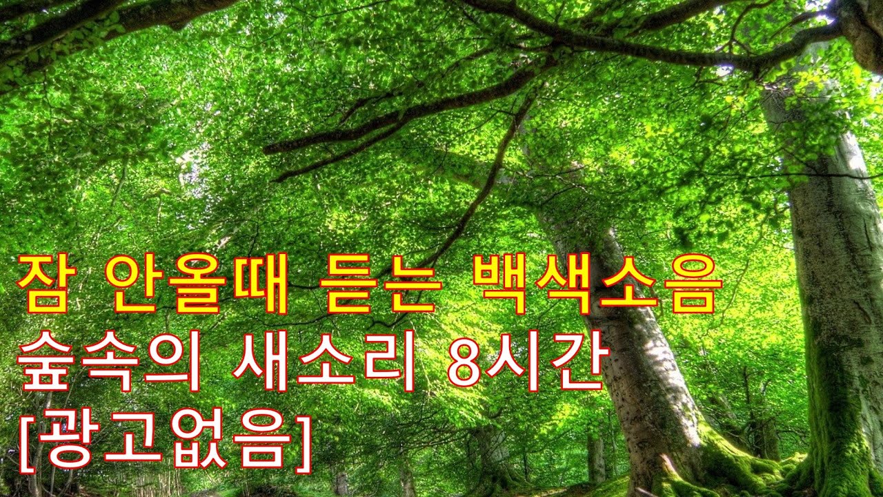 [광고없는] 숲속의 새소리 8시간 ,  ASMR , 잠안올때 듣는 백색소음 , 자연의 소리