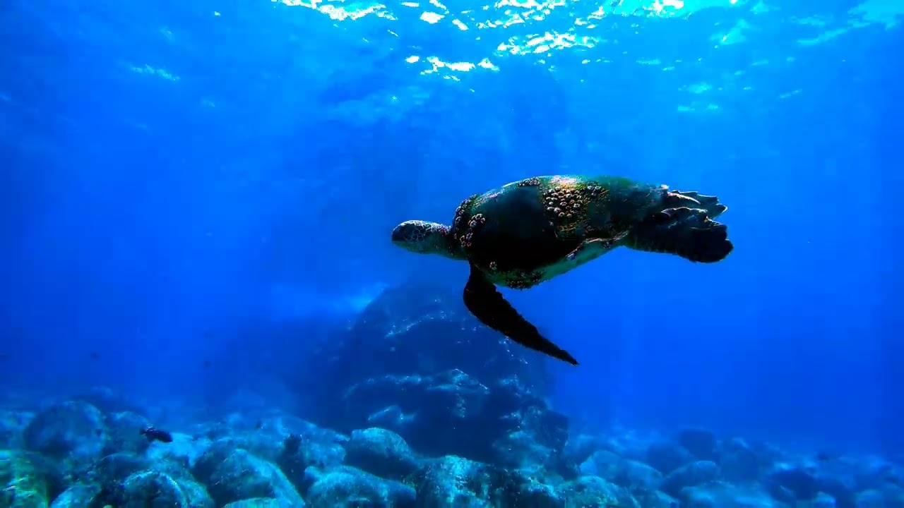 Kona Dog Beach, Hawaii (by Snorkeling Quest)